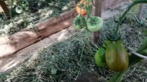 ТОМАТ ЧЕРНЫЙ ГРОЗДЕВОЙ