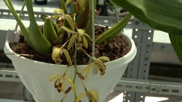 Цветение 2022. Coelogyne asperata , Coelogyne usitana, Coelogyne Fluffy Bob, Coelogyne huettneriana смотреть онлайн
