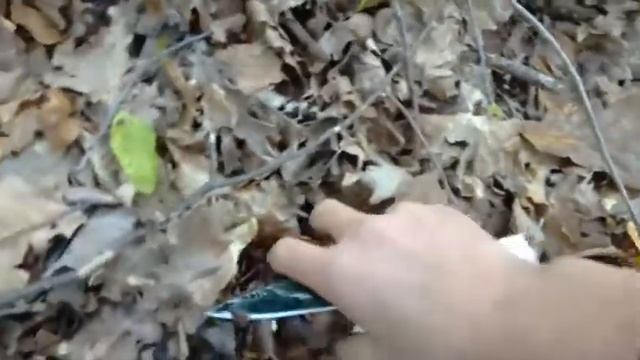 Похід по гриби /опеньки/жовті/бабки смотреть онлайн