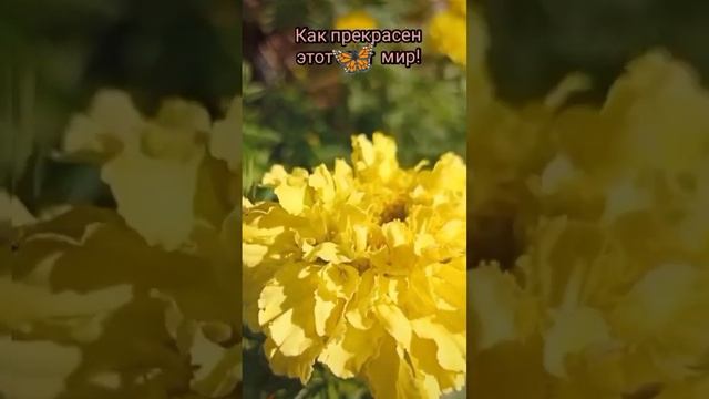 Осенние ? бабочки "Павлиний глаз", "Капустницы".... смотреть онлайн