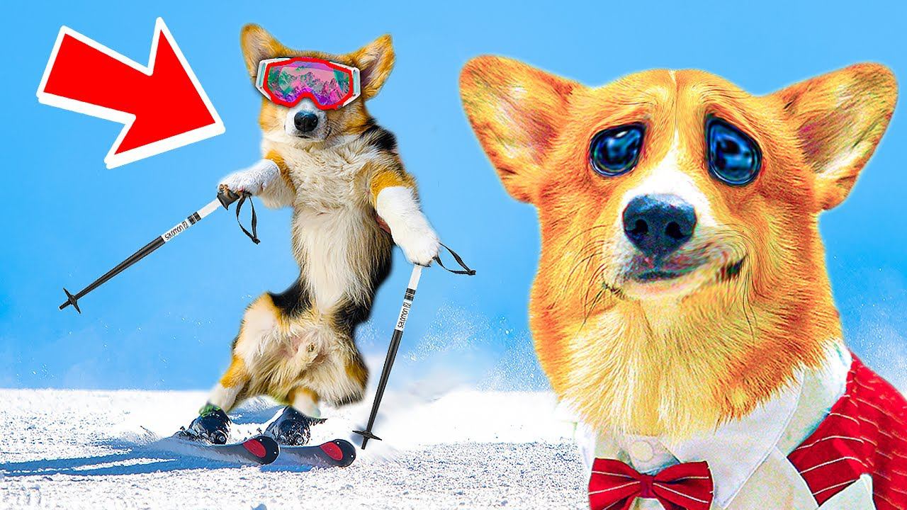 ПЕРВЫЙ В МИРЕ КОРГИ НА ЛЫЖАХ! Кекс красава!! (Корги Коржик) Говорящая собака смотреть онлайн