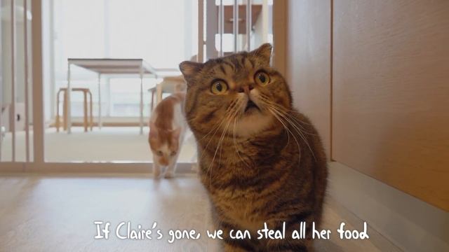 How Will Cats Survive Without Their Human? | Kittisaurus Villains