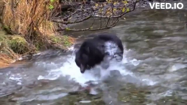 Baloo's Wisdom Vlog 483 смотреть онлайн