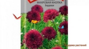 Космея махровая Кнопка Бордовая ? обзор: как сажать, семена космеи Кнопка Бордовая