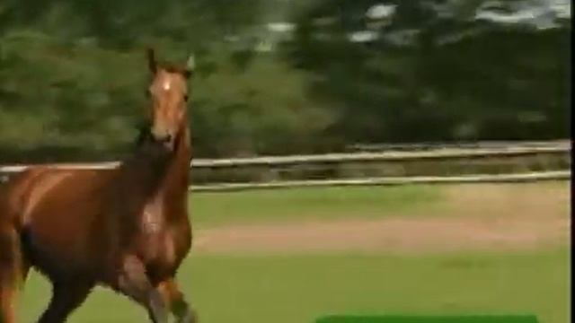 Horses-The Big Bang смотреть онлайн