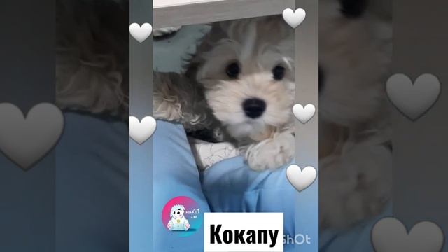 Кокапу 3 месяца #puppy #cute #dog #doglover #pet #yourdog #babydog #cockapoo смотреть онлайн