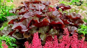 БУЗУЛЬНИКИ и ДЕРБЕННИКИ В ДИЗАЙНЕ САДА. ПРИМЕРЫ СОЧЕТАНИЯ С ДРУГИМИ РАСТЕНИЯМИ. ДАЧНЫЙ КРЕАТИВ.