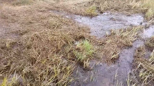 гаршнеп под носом у собаки... смотреть онлайн