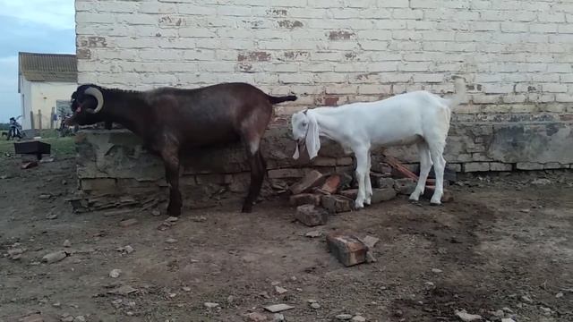 Козёл порода Шами и Битал смотреть онлайн