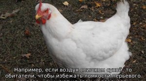 Как подсадить молодых кур к старым, чтобы не дрались