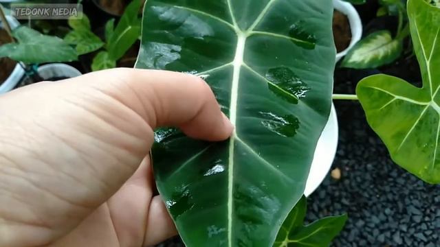 Alocasia Green Velvet || Alocasia Neon