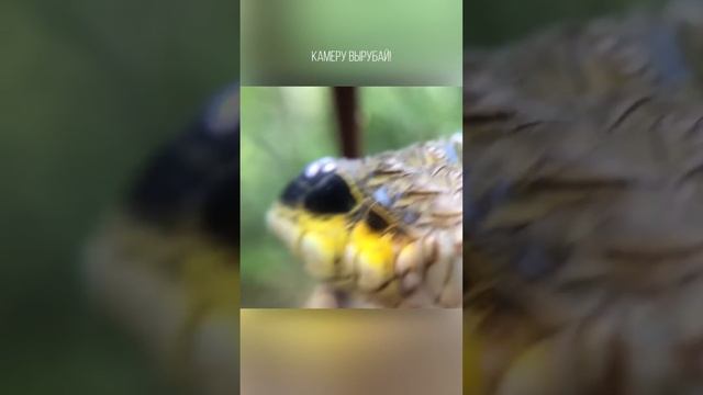 Это точно змея? Присмотрись смотреть онлайн