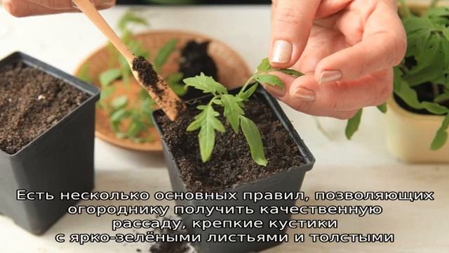 Как приостановить рост рассады помидор смотреть онлайн