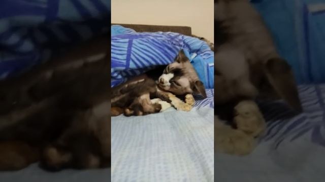 Заведи Сфинкса говорили они , он Добрый говорили они... смотреть онлайн