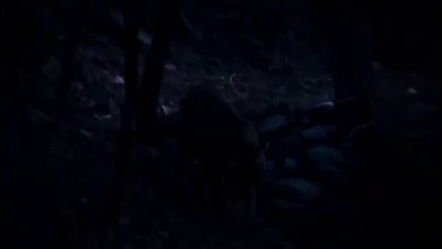 бенгальский тигр , Bengal Tiger