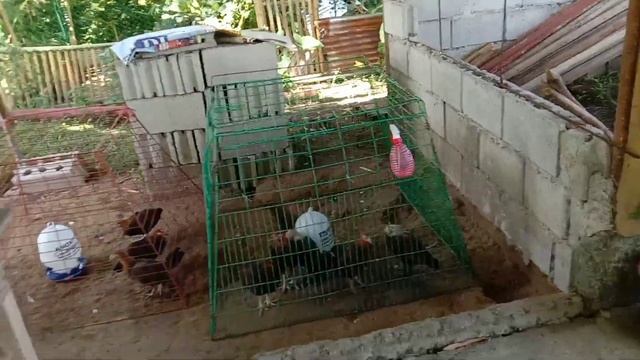 JANNUS GAME FOWL FARM PART 2 | CAMPUESTOHAN | TALISAY CITY #Bossjanos смотреть онлайн