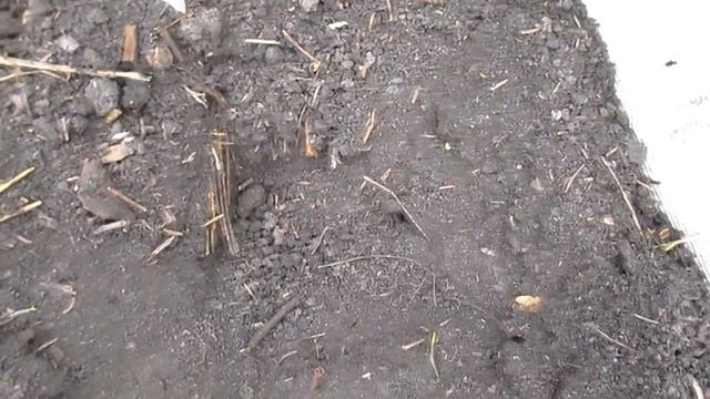 ПОСАДКА БАКЛАЖАН В ГРУНТ. ОСОБЕННОСТИ ПОСАДКИ. смотреть онлайн