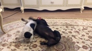 Французский бульдог Марсик прощает БульДока