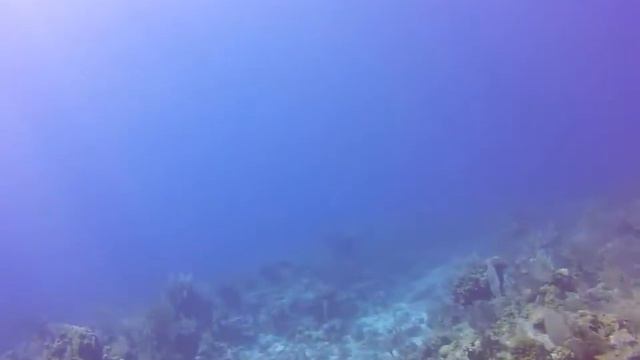 Small Fry and Angel Fish смотреть онлайн