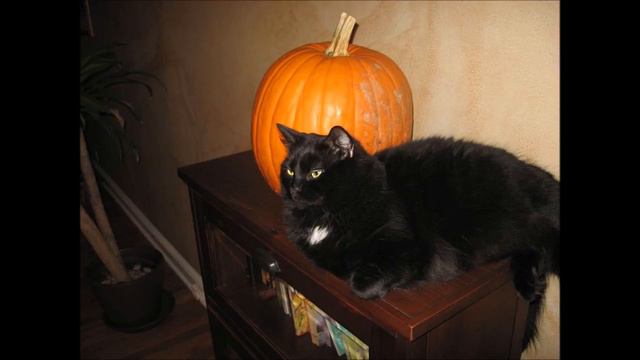 Siberian cat смотреть онлайн