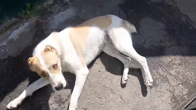 КАК УБАЮКАТЬ АЛАБАЯ И КОШЕК???? смотреть онлайн