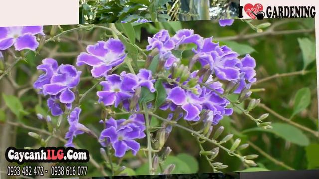 Cây Chuỗi Ngọc Hoa Tím Ms: 01988 смотреть онлайн