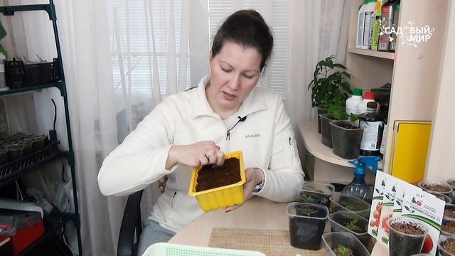 Как и почему выращиваю в кокосовом субстрате рассаду томатов . 100 % приживаемость рассады. смотреть онлайн