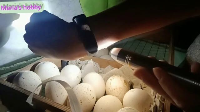 100% оплод, после длительного хранения яйца??? смотреть онлайн