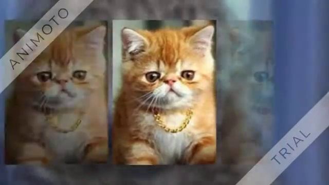 крутые коты/СМЕШНЫЕ КАРТИНКИ КОТОВ/Veniun CORPORATION смотреть онлайн