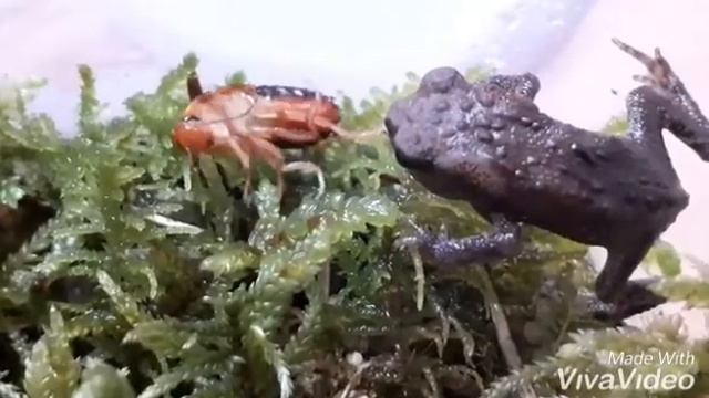 #Жабы пытаются съесть таракана/#Toads are trying to eat a cockroach смотреть онлайн