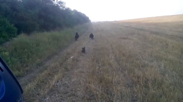 черный терьер попробуй догони смотреть онлайн