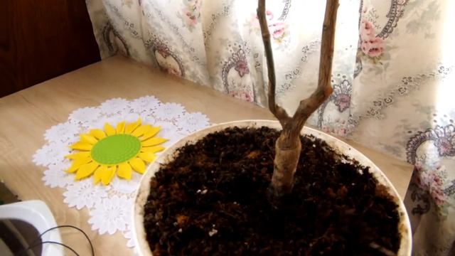 Лаймкват Юстис: как поживает и выживает залитый цитрус спустя год. смотреть онлайн