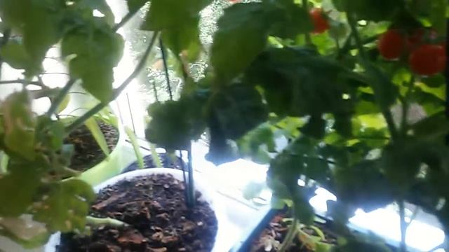 Сбор урожая комнатных помидоров и горького перца смотреть онлайн