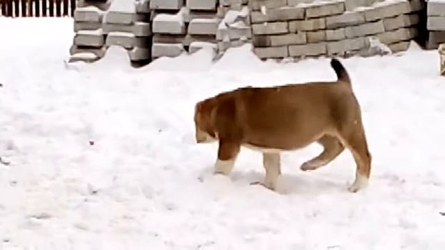 Щенки среднеазиатской овчарки. Продажа щенков. Купить щенка алабая