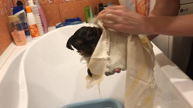 ?«УХОД ЗА ЩЕНКОМ!»?/Купание, чистка зубов, расчёсывание шёрстки/Щенок в доме/Йоркширский терьер/ смотреть онлайн