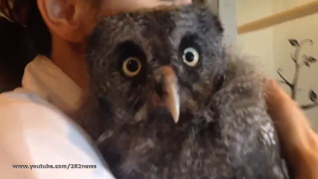 Ласковая сова смотреть онлайн