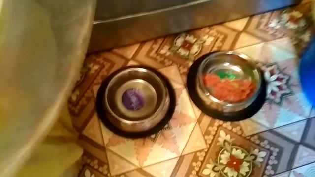 Купили маленького щенка Цвергпинчера смотреть онлайн