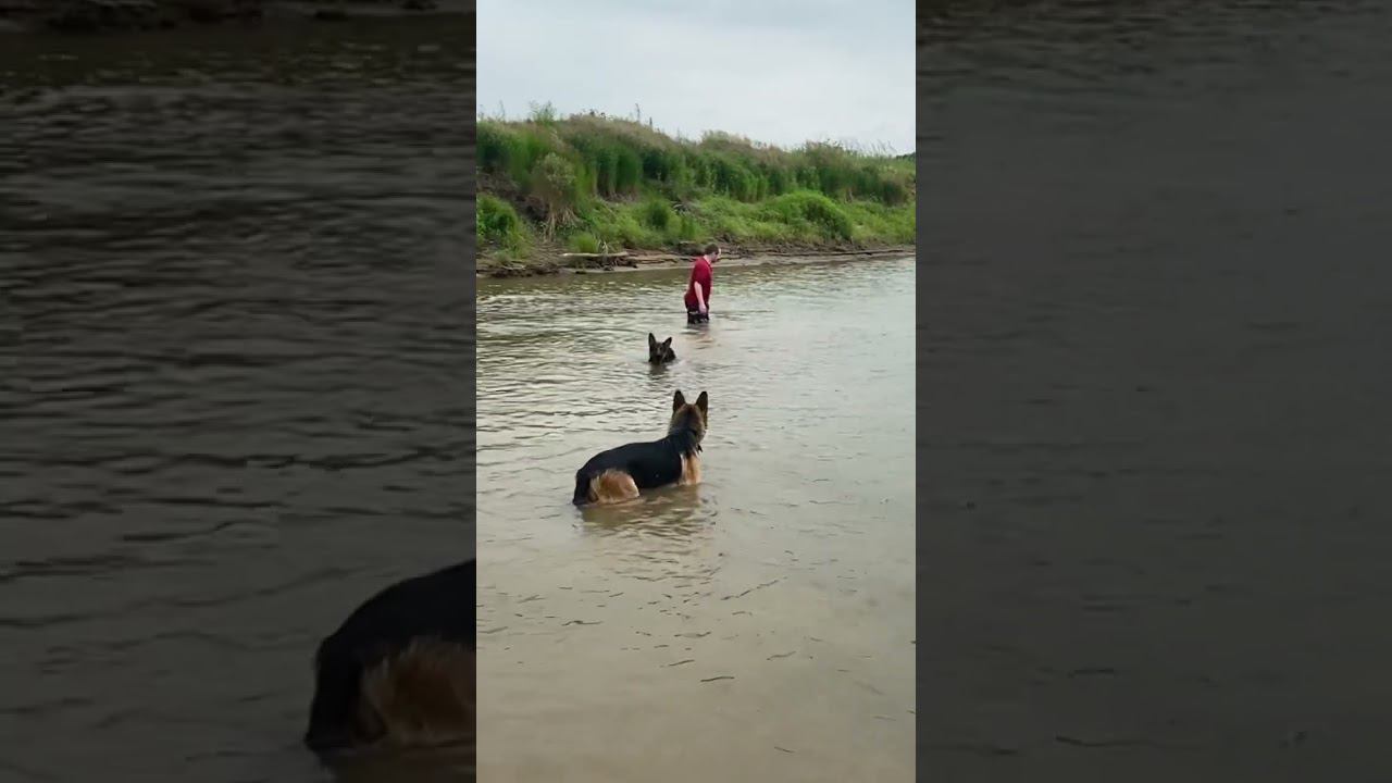 Купание немецких овчарок в озере. #немецкая_овчарка #germanshepherd смотреть онлайн