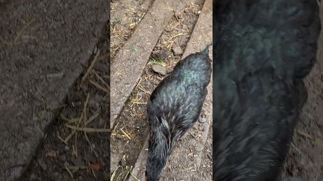 Куриные гребешки?