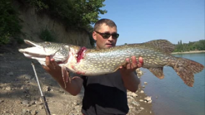 НА ЖИВЦА. ЩУКА.НА РЕЗИНКУ.Ловля щуки летом трофей.