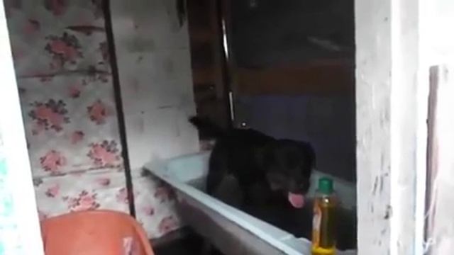 Прикольние собачки, купание смотреть онлайн