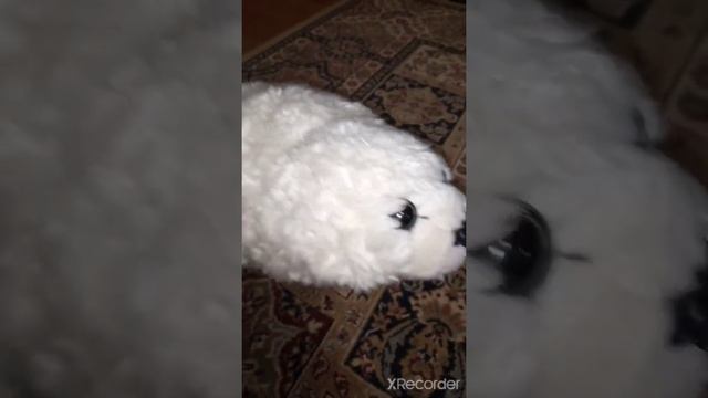 Маша,Ёжик,Сивуч,Зайчик и Муфик играют в Амонг Ас в реальной жизни! ??????:) смотреть онлайн