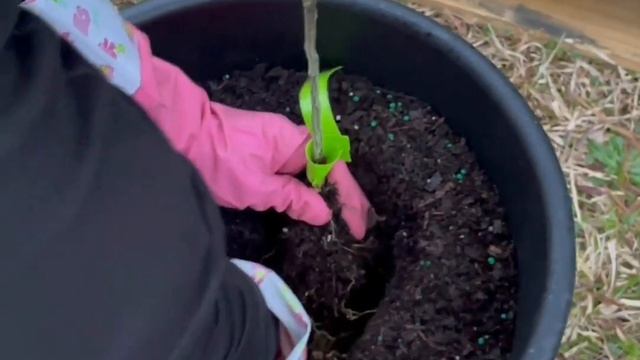 Unboxing And Planting A Meiwa Kumquat Tree смотреть онлайн