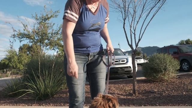 Stop Your Dog's Reactive Behavior On-Leash смотреть онлайн