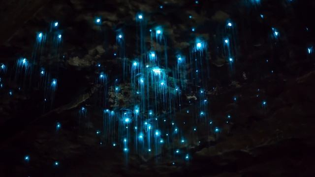 Waitomo Glow Worm Cave | New Zealand | смотреть онлайн