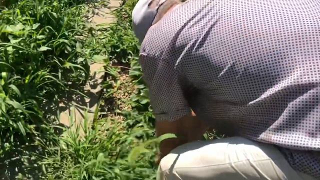 Французский бульдог Мира будущий поедатель голубики! смотреть онлайн