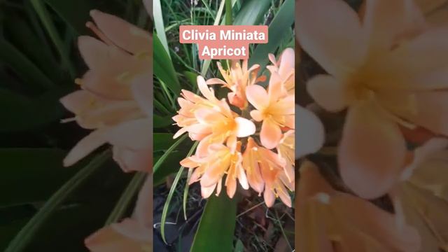Apricot Clivia Miniata 🧡 смотреть онлайн