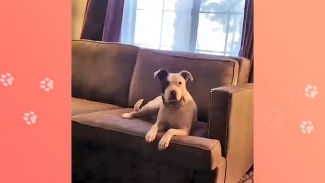 Surfer Pitbull Trims Waves Like A Pro. Others Left Eating Sea Foam | Cuddle Buddies смотреть онлайн