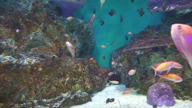 小樽水族館 4K60pのビデオカメラ? Panasonic HC-X1500登場 早速撮影 10bit 4K60p映像 смотреть онлайн