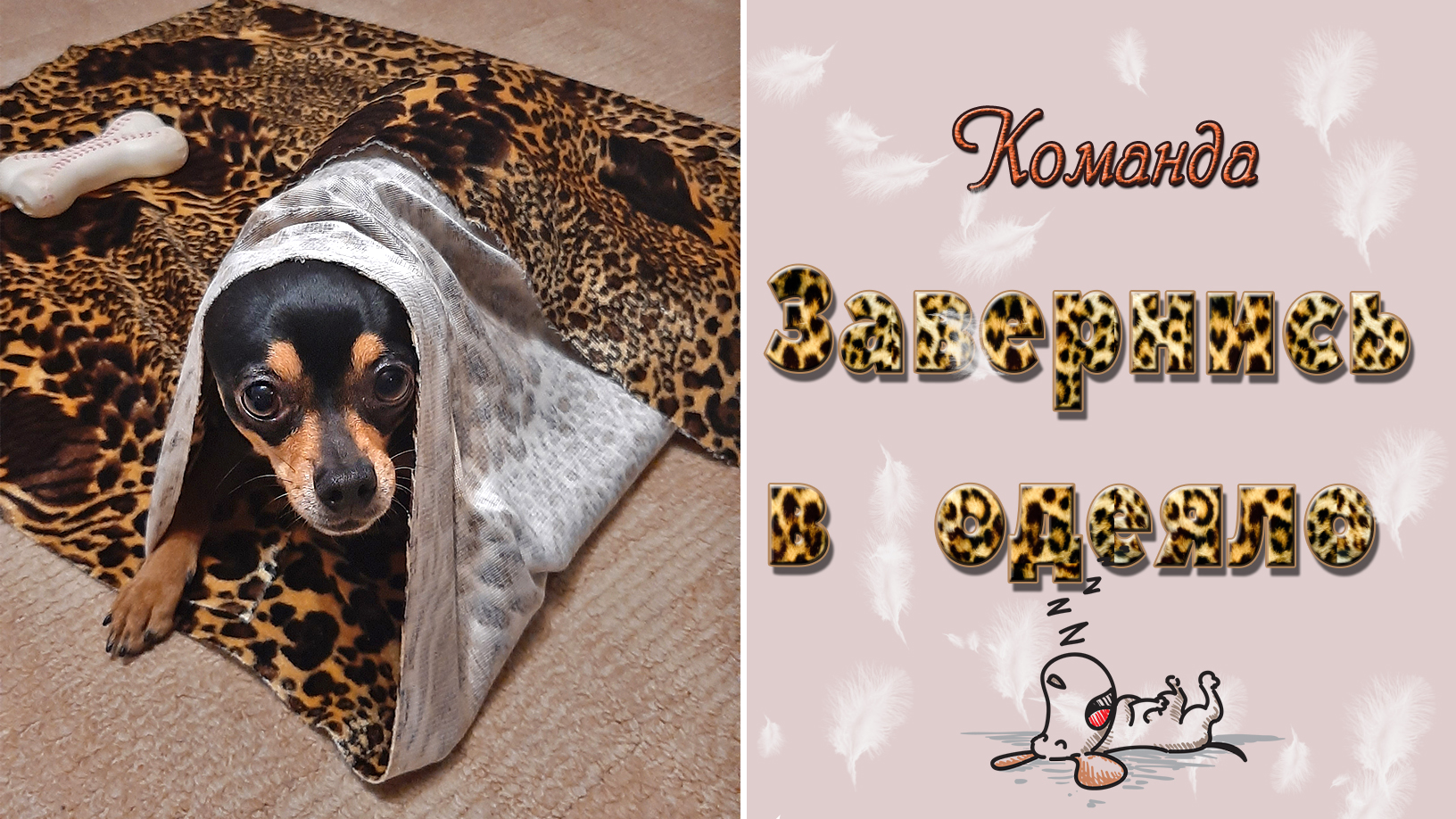 Команда "Завернись в одеяло" или русский той выполняет команды смотреть онлайн